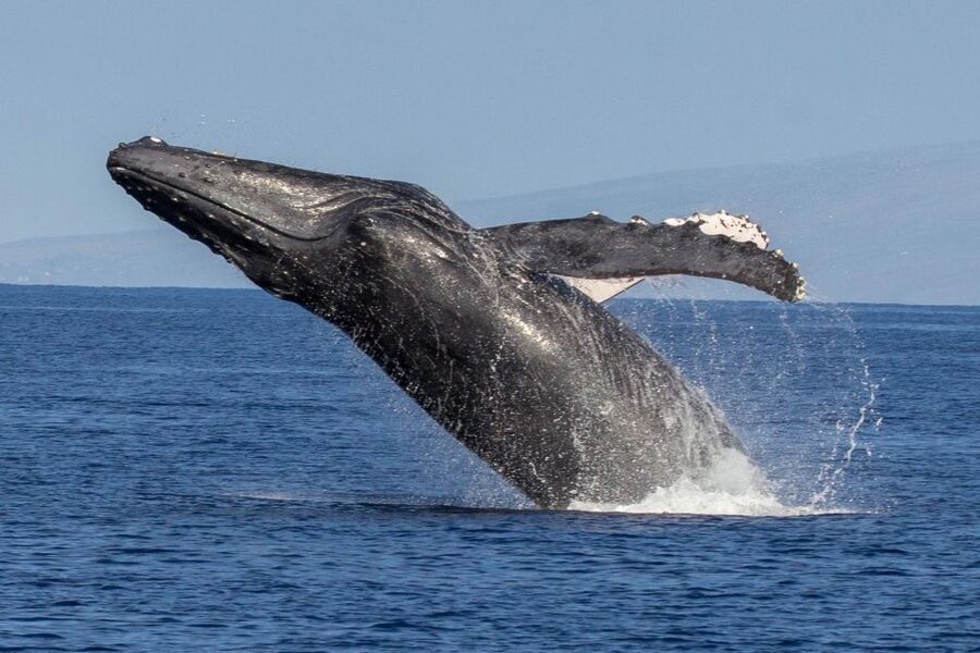 Kaanapali: Whale Watching Cruise with Open Bar - How the timing affects your chances
