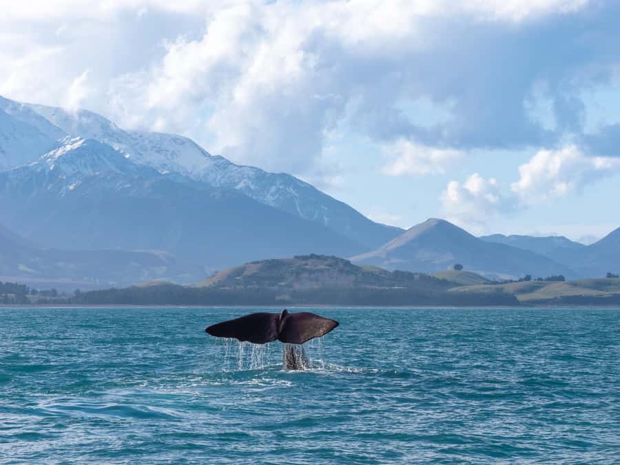 Kaikoura: Whale Watching Cruise - Who should book this Kaikoura cruise