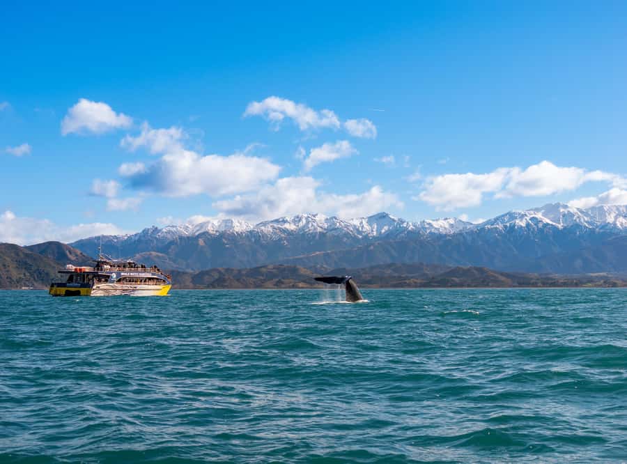 Kaikoura: Whale Watching Cruise - Why Kaikoura is such a good place to watch whales