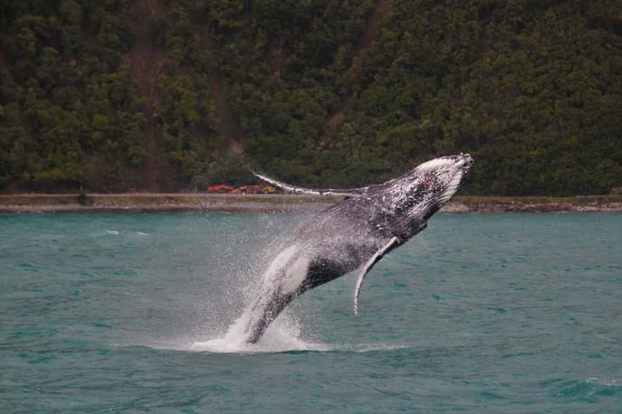 Kaikoura: Whale Watching Cruise - Out on the water, with sperm whales as the goal