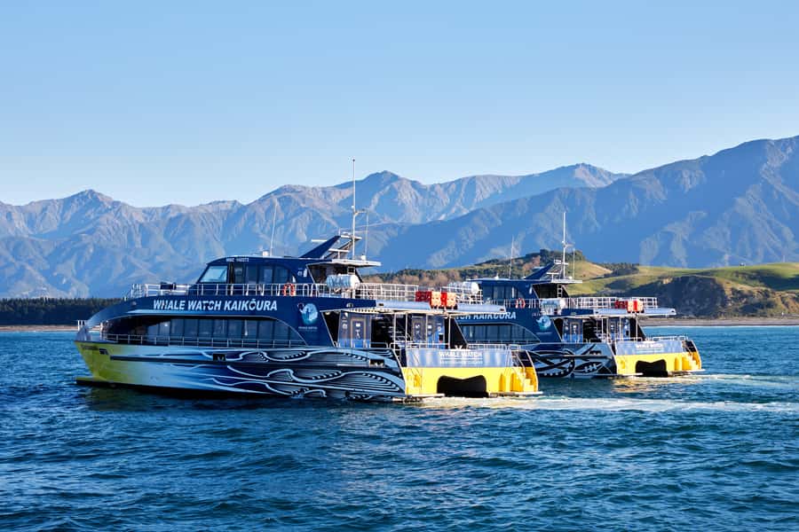 Kaikoura: Whale Watching Cruise - The whale encounter and the art of waiting