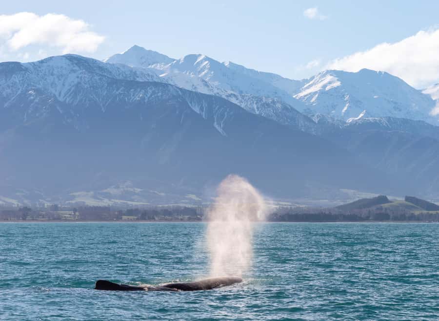 Kaikoura: Whale Watching Cruise - Dolphins, seals, albatross, and the welcome surprises