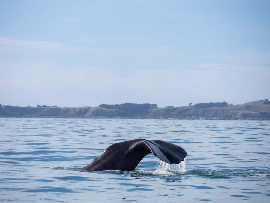 Kaikoura: Whale Watching Cruise - Price, timing, and cancellation flexibility