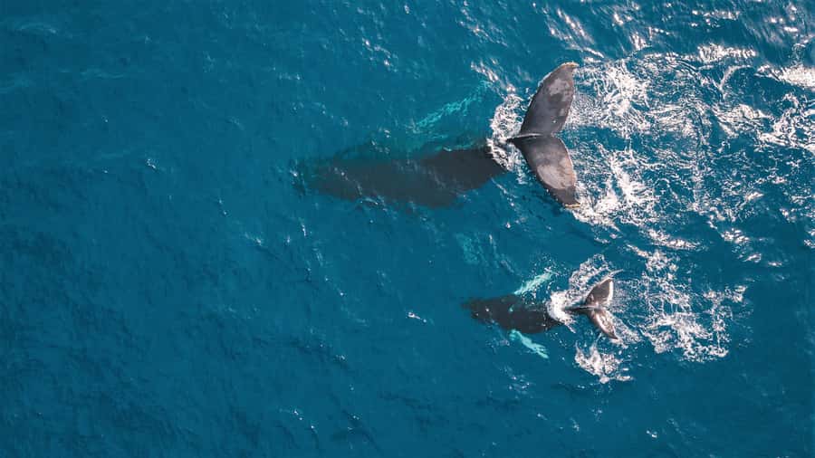 Kaikoura: Whale Watching Flight with Commentary - The 40-minute experience, from airport to return