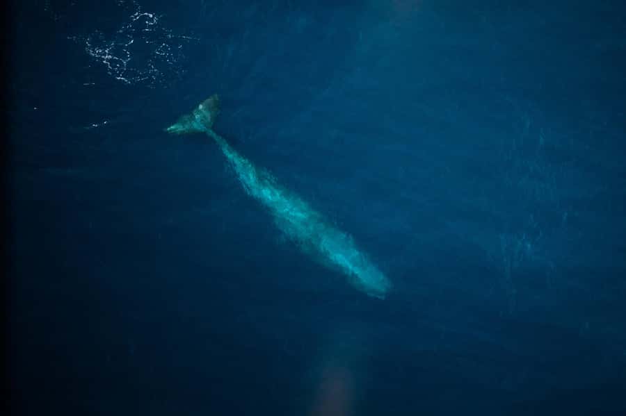 Kaikoura: Whale Watching Flight with Commentary - Is $131 good value?