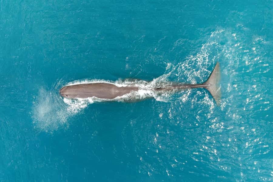 Kaikoura: Whale Watching Flight with Commentary - A small aircraft with a window for everyone