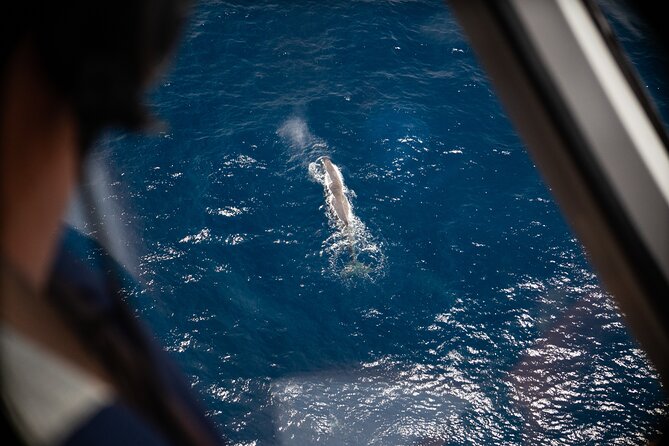 Kaikōura Whale Watching Scenic Flight (40 Minutes) - Key points before you book
