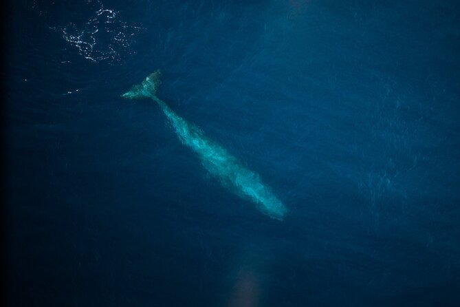 Kaikōura Whale Watching Scenic Flight (40 Minutes) - Whales, dolphins, and the luck of the day