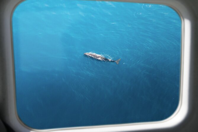 Kaikōura Whale Watching Scenic Flight (40 Minutes) - Scenery beyond the whales
