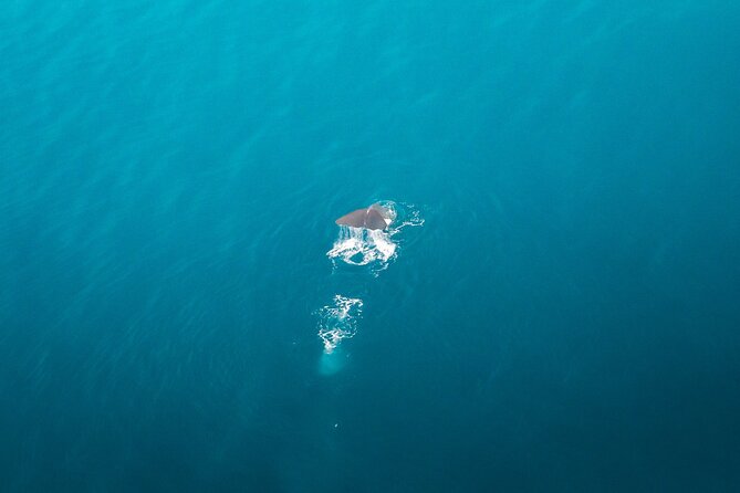 Kaikōura Whale Watching Scenic Flight (40 Minutes) - Weather, timing, and schedule changes