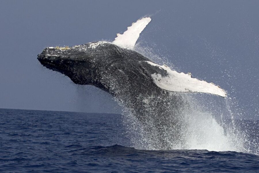 Kailua Kona: Humpback Whale Watching Adventure Cruise - Key points to know before boarding