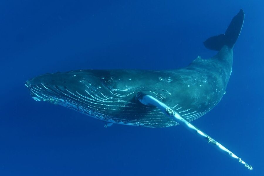 Kailua Kona: Humpback Whale Watching Adventure Cruise - Why the Kona whale season matters