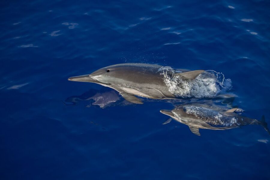 Kailua Kona: Humpback Whale Watching Adventure Cruise - Snacks, drinks, and the small comforts