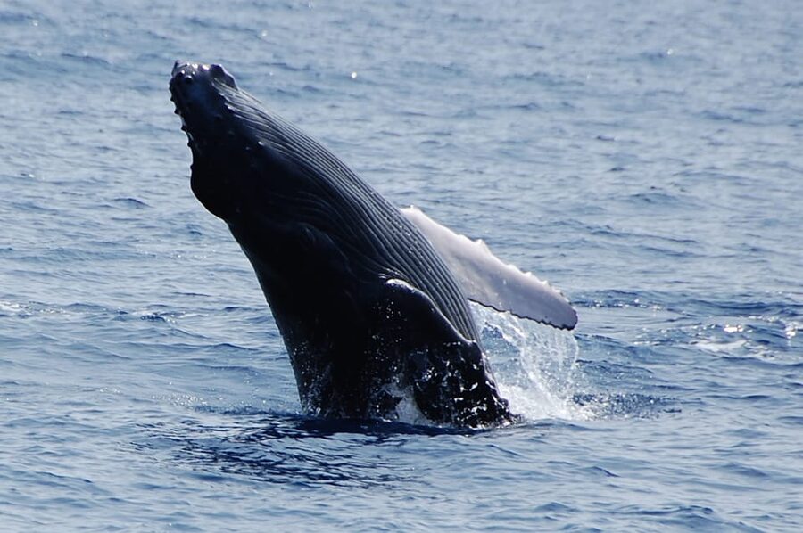 Kailua-Kona: Whale Watching Cruise on the Big Island - Why Kona is a good place for humpback whales