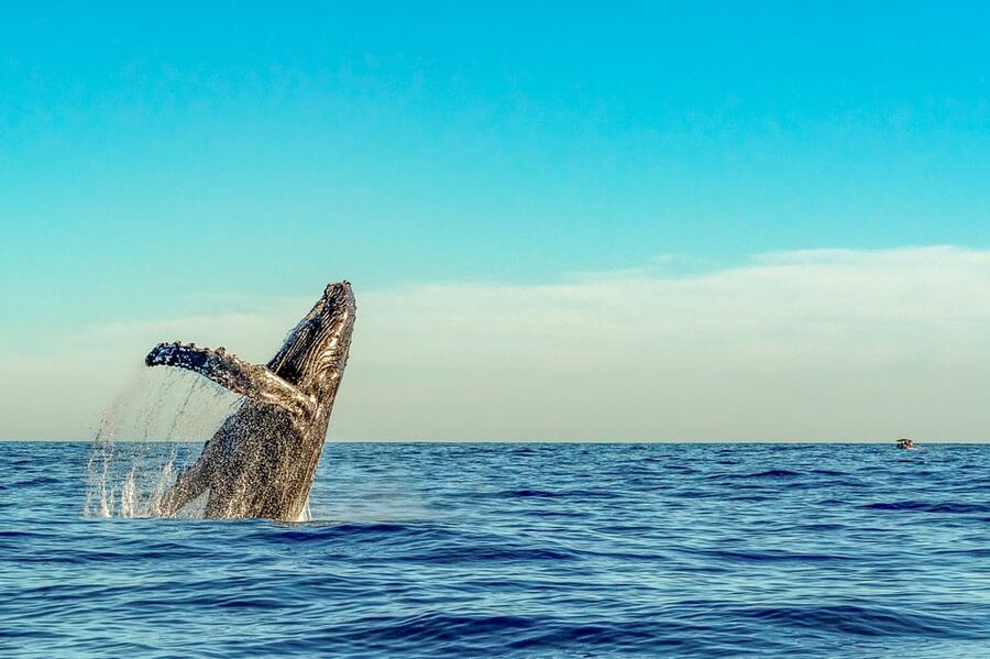 Kailua-Kona: Whale Watching Cruise on the Big Island - Leaving Honokohau Harbor for open water