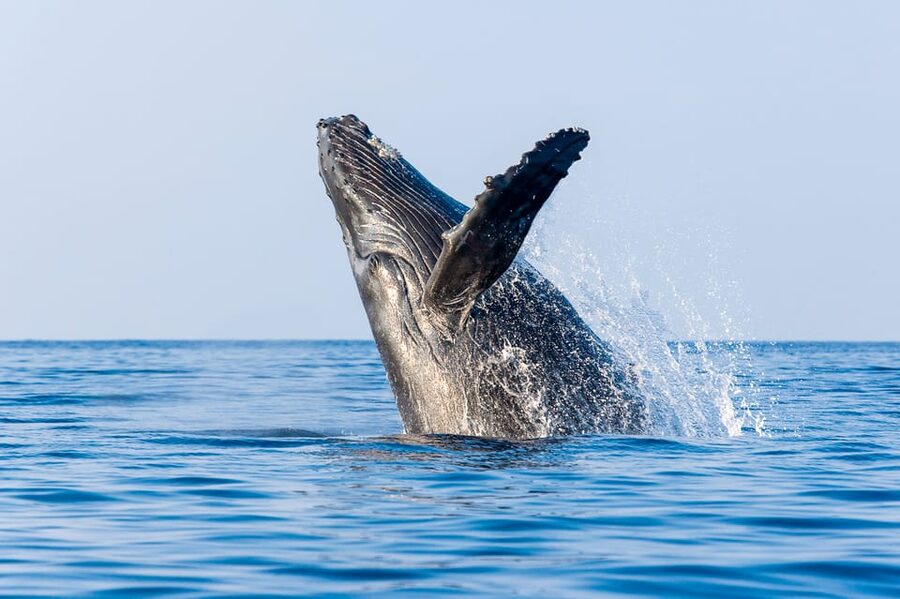 Kailua-Kona: Whale Watching Cruise on the Big Island - Searching for the first whale