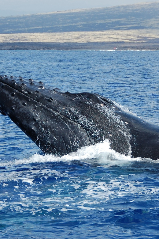 Kailua-Kona: Whale Watching Cruise on the Big Island - Mothers, calves, breaches, and tail slaps