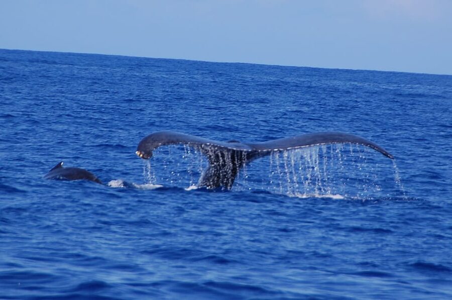 Kailua-Kona: Whale Watching Cruise on the Big Island - Dolphins and other surprises near Kona