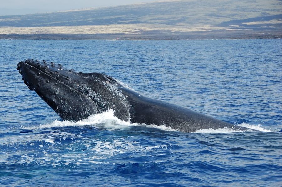 Kailua-Kona: Whale Watching Cruise on the Big Island - Crew style and the value of the $115 price