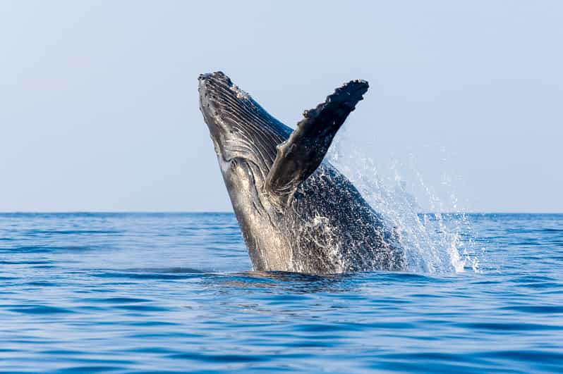 Kailua-Kona: Whale Watching Cruise on the Big Island - Who should book this cruise