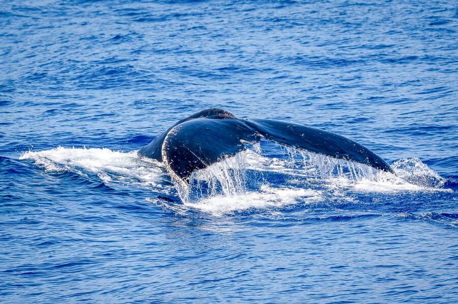 Kailua-Kona: Whale Watching Cruise on the Big Island - Booking details and cancellation terms