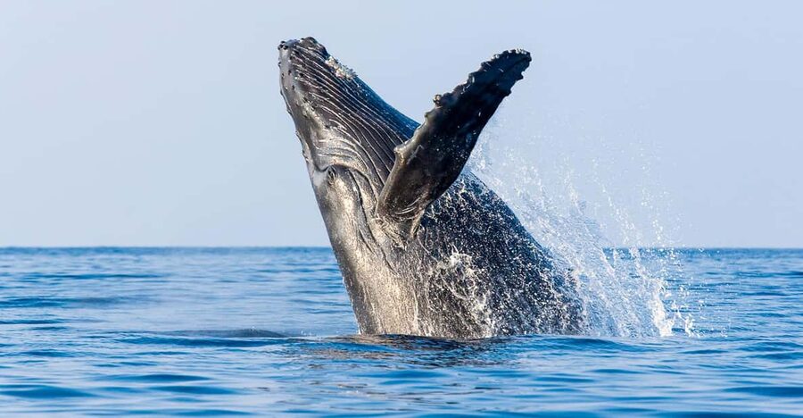 Kailua-Kona: Whale Watching Cruise on the Big Island - The boat, seating, and time on the water