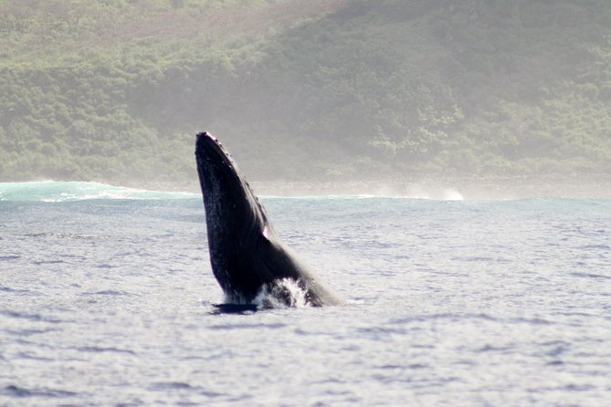 Kauai Raft Adventure: Whale Watch Discovery - Searching for humpbacks and dolphins