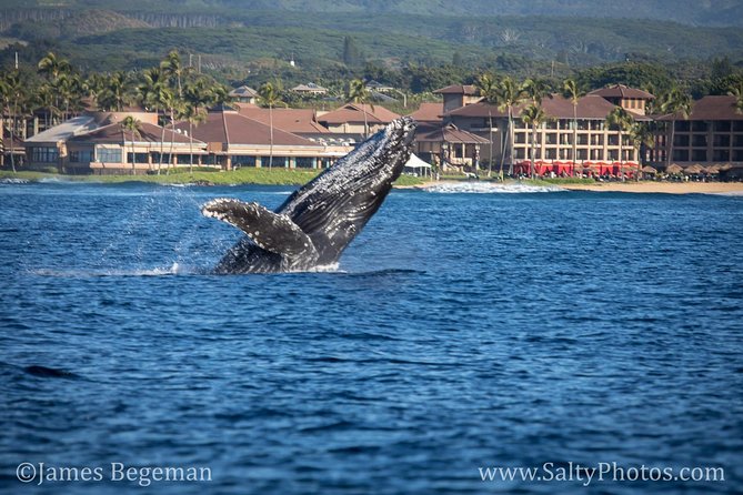 Kauai's South Side Whale and Dolphin Zodiac Boat Adventure - Winter humpbacks and the search for dolphins