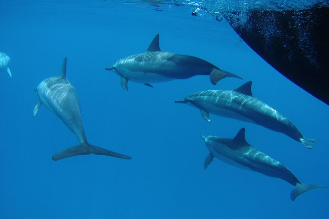 Kauai's South Side Whale and Dolphin Zodiac Boat Adventure - What the ride really feels like
