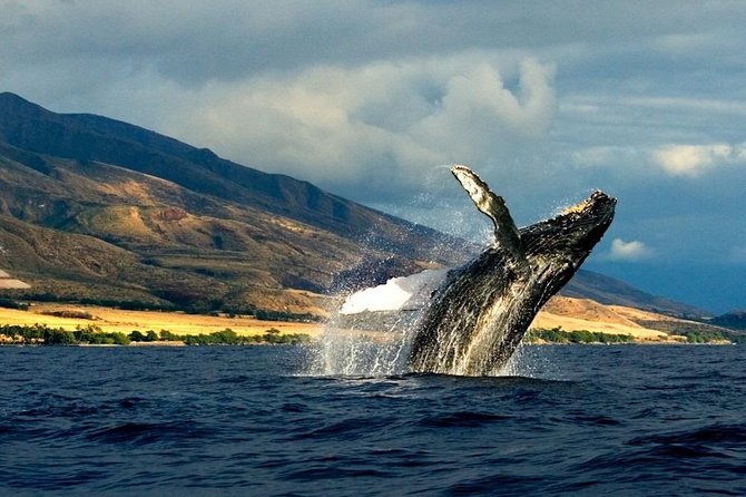 Kauai's South Side Whale and Dolphin Zodiac Boat Adventure - Why the small group helps