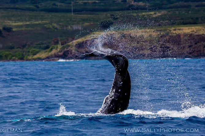 Kauai's South Side Whale and Dolphin Zodiac Boat Adventure - What to wear and bring