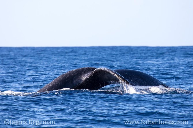 Kauai's South Side Whale and Dolphin Zodiac Boat Adventure - Who should book this adventure?