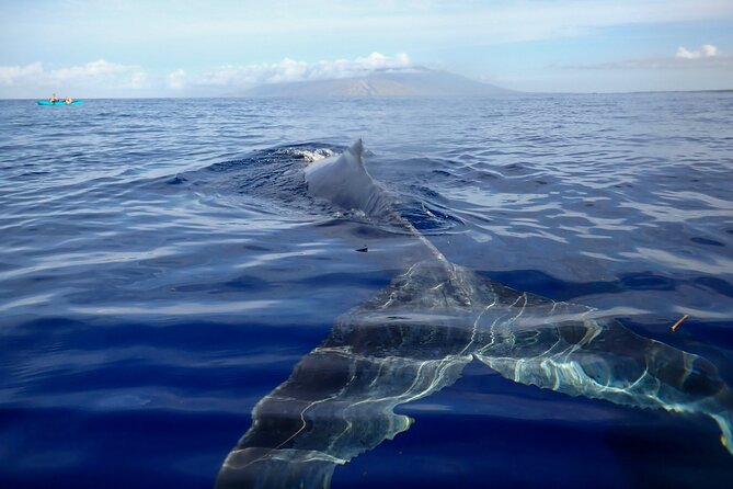 Kayak and Whale Watching Tour - Key points to know before you book