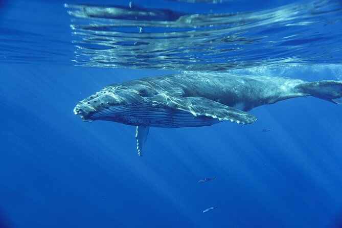Kayak and Whale Watching Tour - What you may see during the three-hour outing