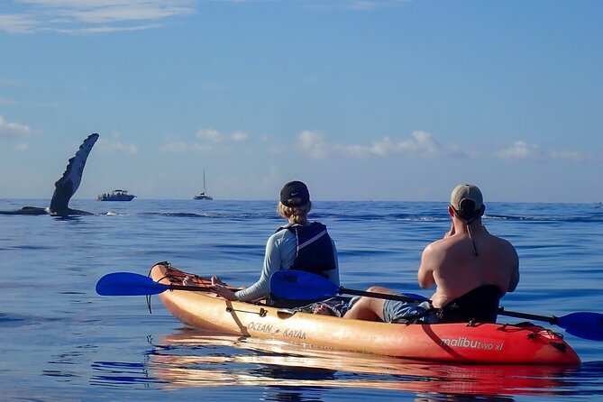 Kayak and Whale Watching Tour - The guide matters more than the promise of a sighting
