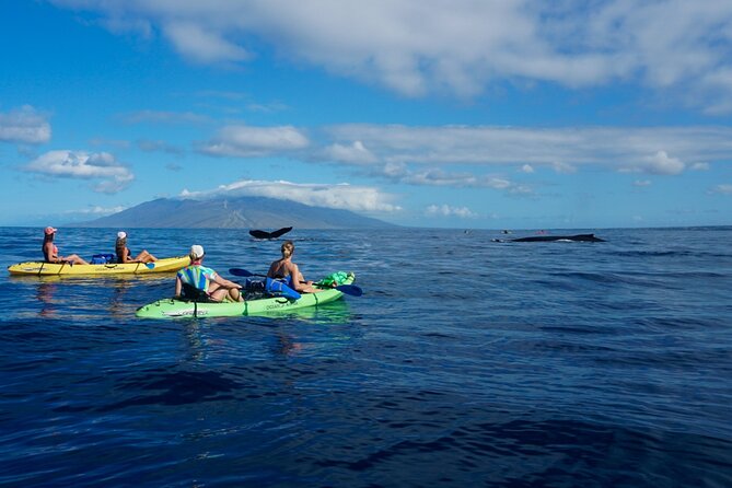 Kayak and Whale Watching Tour - Is $130 per person a fair price?