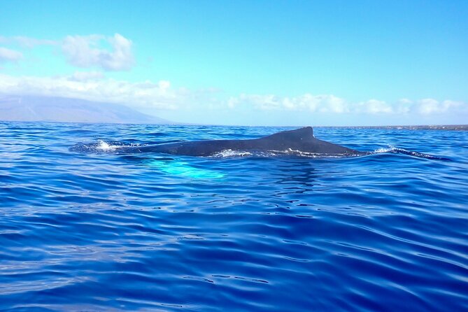 Kayak and Whale Watching Tour - Fitness, comfort, and timing