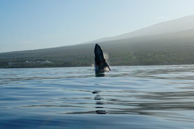 Kayak and Whale Watching Tour - Who will enjoy this most
