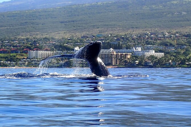 Kayak and Whale Watching Tour - Getting on the water with a small group