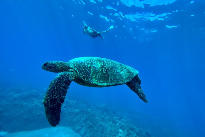 Kayak & Turtle Town Snorkel(Turtles Guaranteed) + Whale Watching - Looking for whales from a kayak