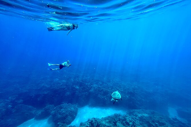 Kayak & Turtle Town Snorkel(Turtles Guaranteed) + Whale Watching - Paddling the West Maui coastline