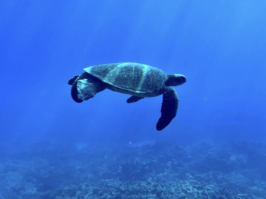 Kayak, Whale Watch And Snorkel At Turtle Town - Key points at a glance