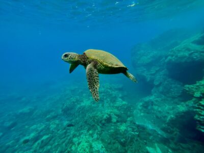 Kayak, Whale Watch And Snorkel At Turtle Town