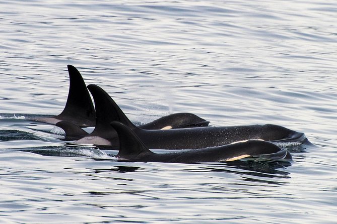Kenai Fjords Orca Quest Cruise - What the Orca Quest cruise is really about