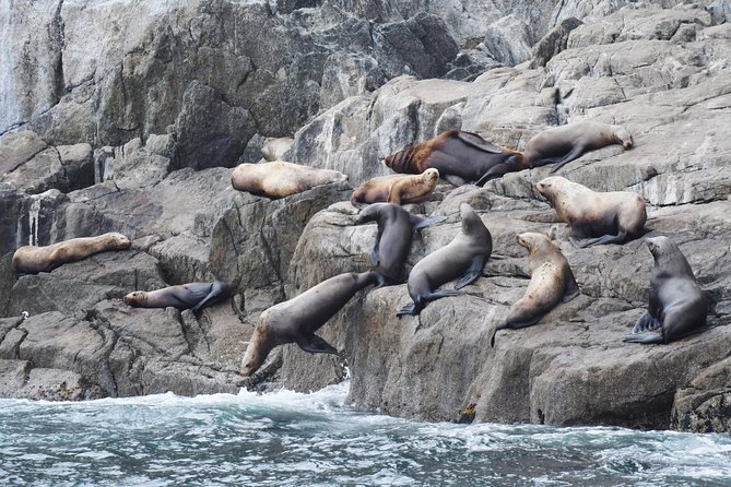 Kenai Fjords Orca Quest Cruise - The wildlife odds, without false promises