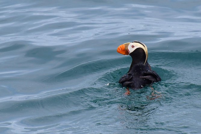 Kenai Fjords Orca Quest Cruise - A comfortable boat, but not a motion-free ride