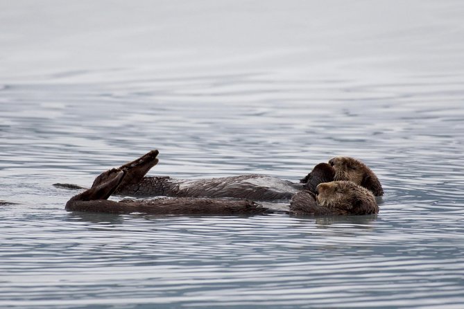 Kenai Fjords Orca Quest Cruise - Crew, narration, and the human side of the trip