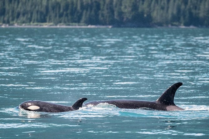 Kenai Fjords Orca Quest Cruise - Is $165.93 a fair price?