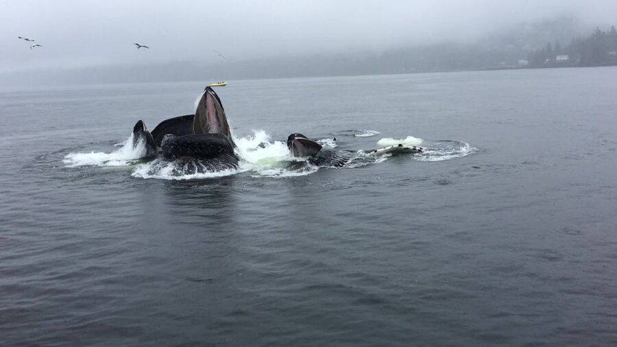 Ketchikan: Marine Wildlife and Whale Watching Boat Tour - Thirty minutes of general wildlife watching