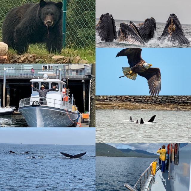 Ketchikan: Marine Wildlife and Whale Watching Boat Tour - Searching Tongass Narrows and Nichols Passage